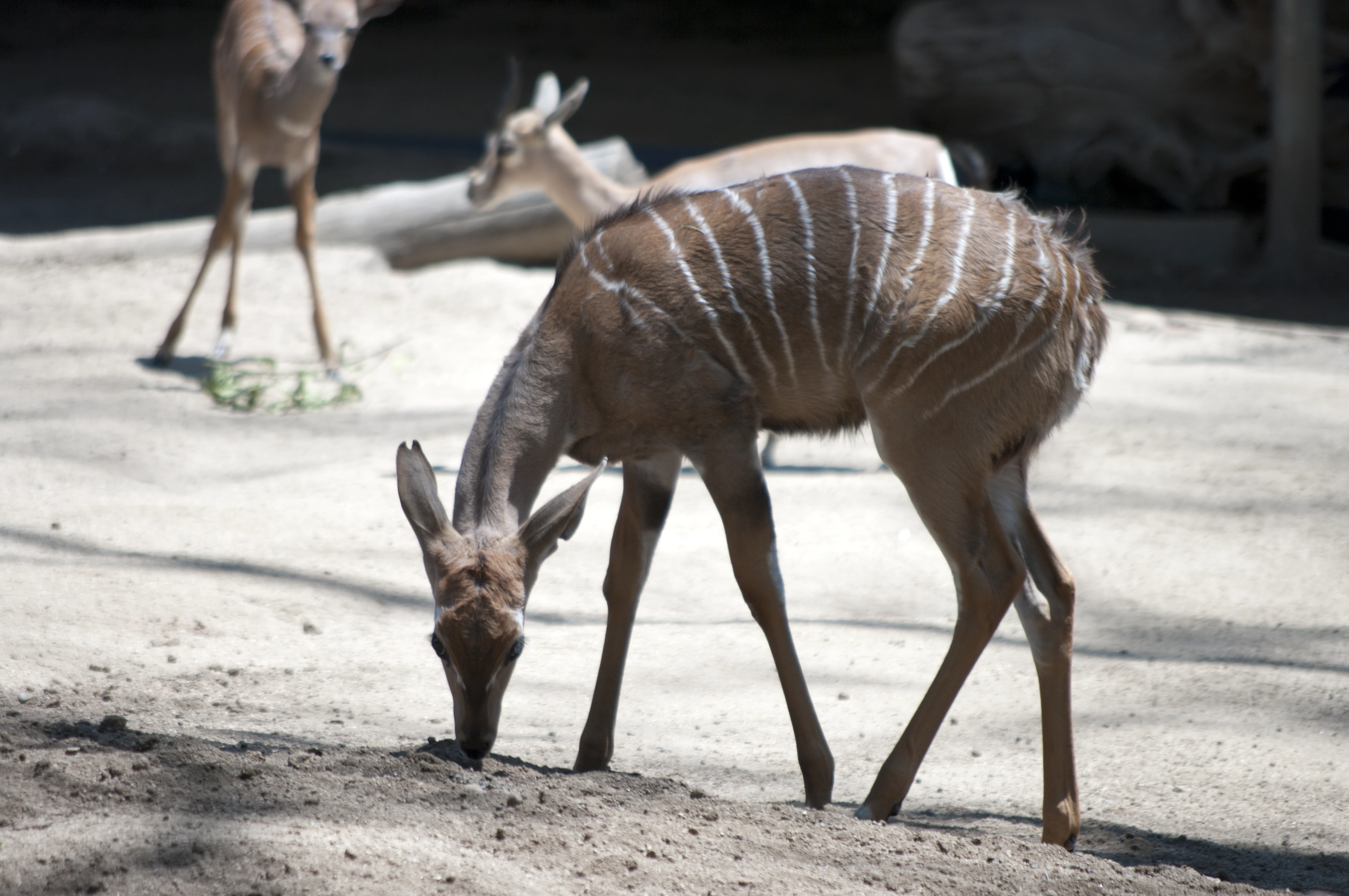 A young striped antelope grazing on sandy ground in the foreground, with a second antelope and a log visible in the background