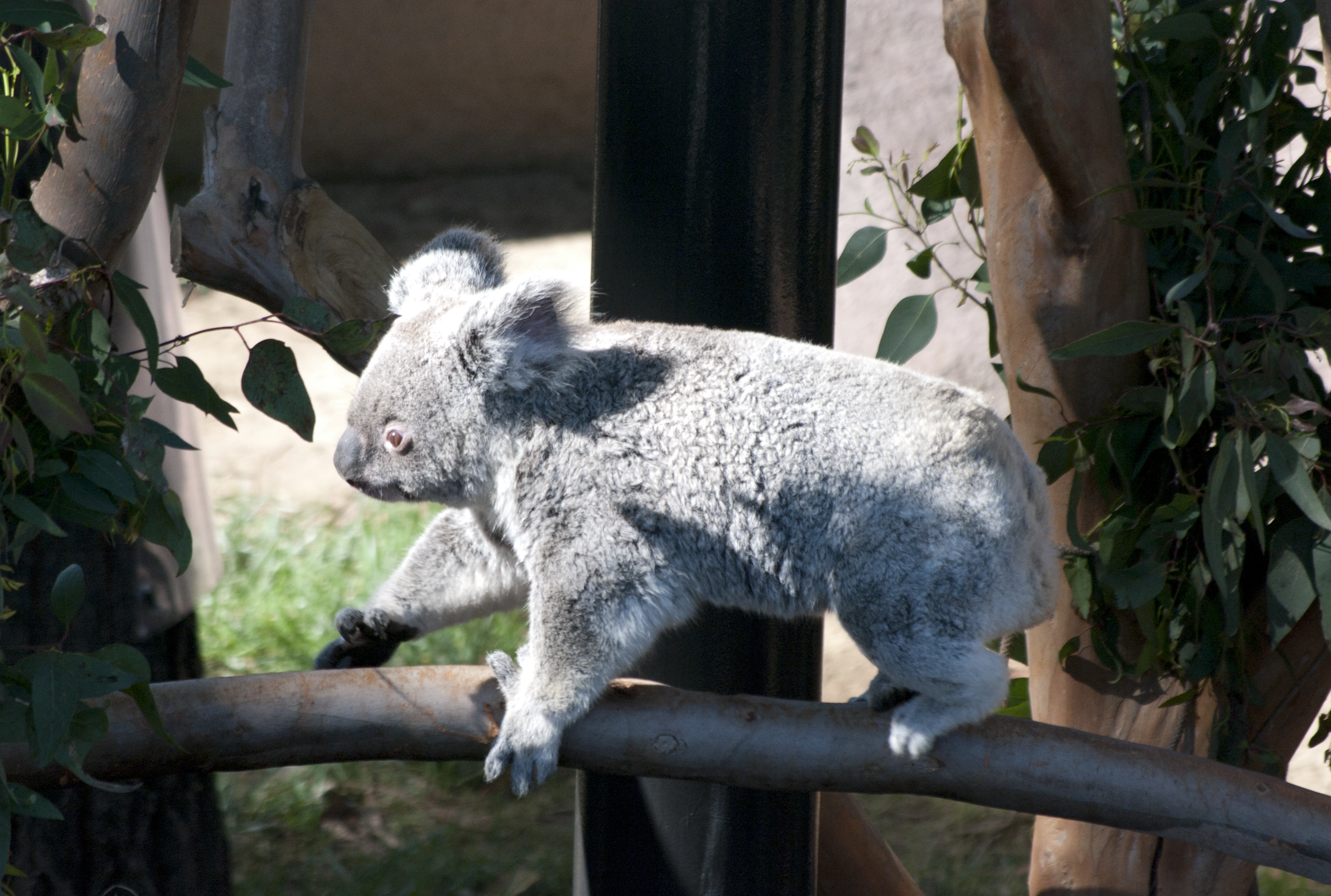A koala with fluffy grey fur walking along a wooden branch, surrounded by green eucalyptus leaves