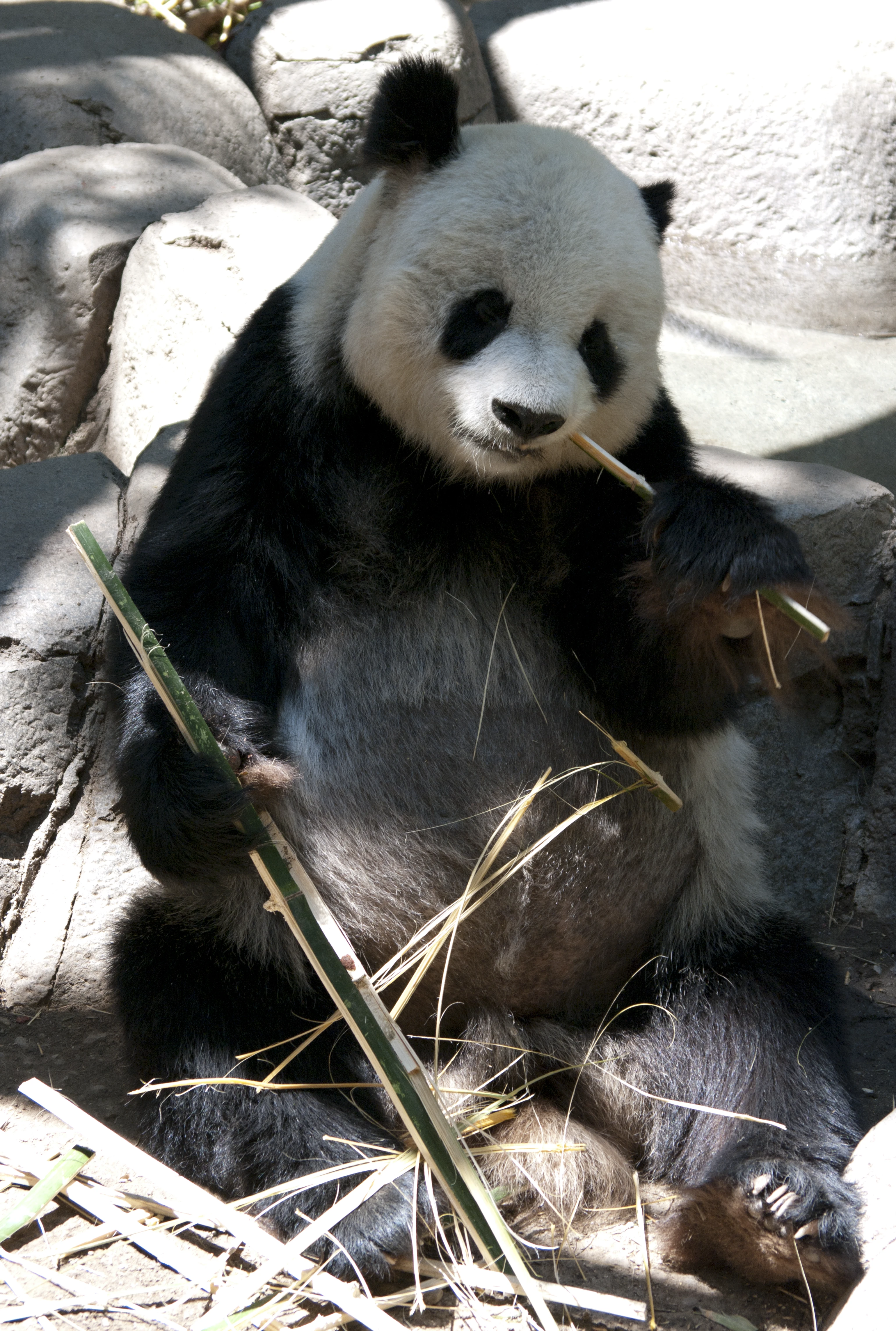 A giant panda sitting upright against large grey rocks, holding and eating bamboo stalks, its black-and-white markings clearly visible in bright sunlight