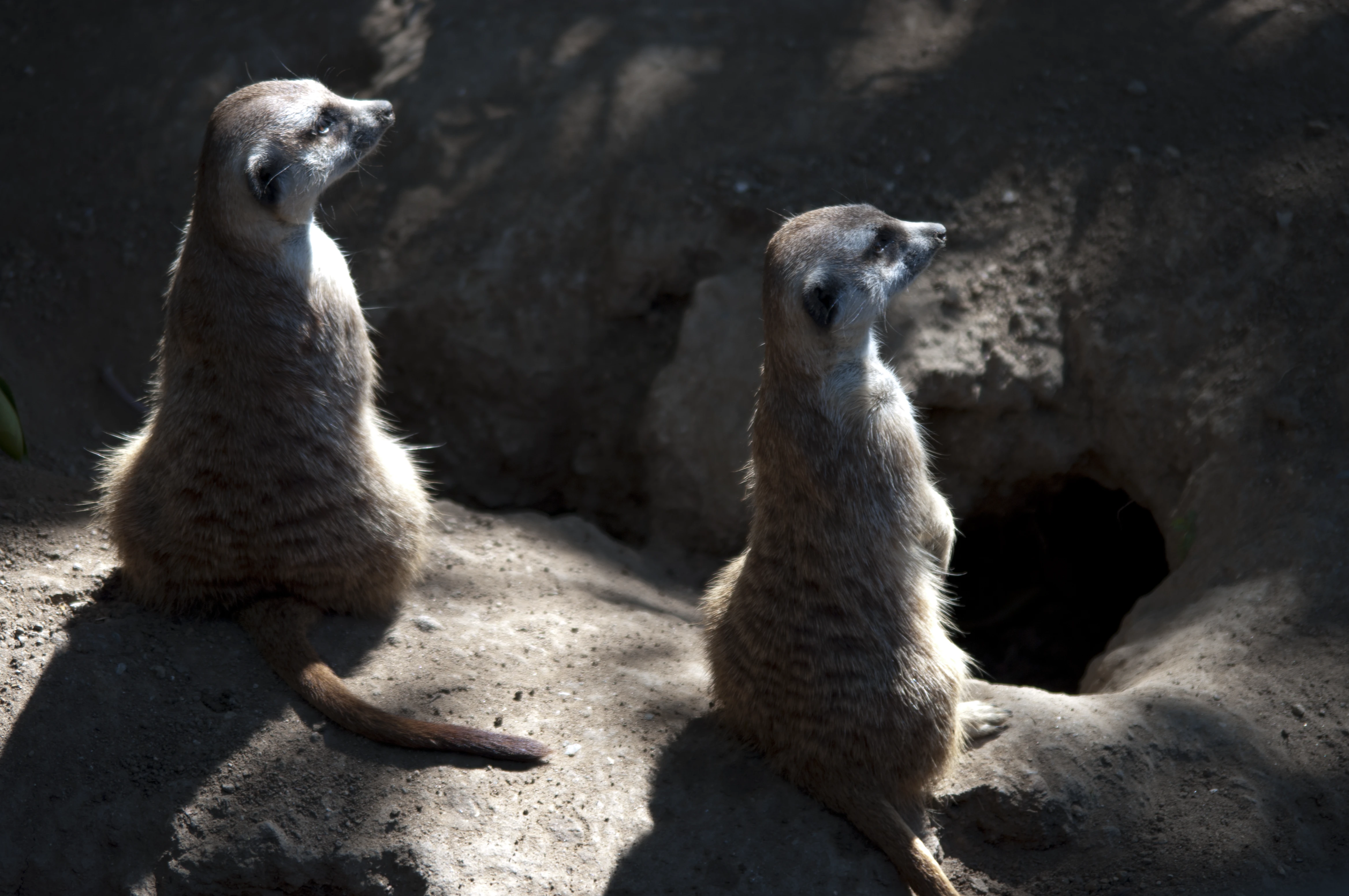 Two meerkats standing upright on their hind legs on sandy ground near a dark burrow entrance, both facing the same direction